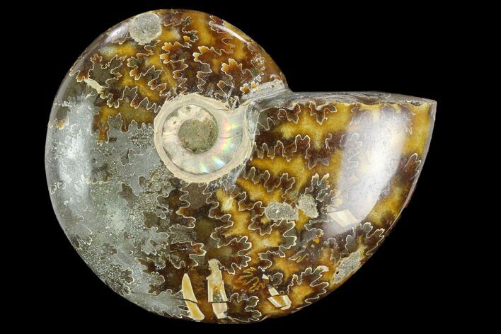 Polished, Agatized Ammonite (Cleoniceras) - Madagascar #119157